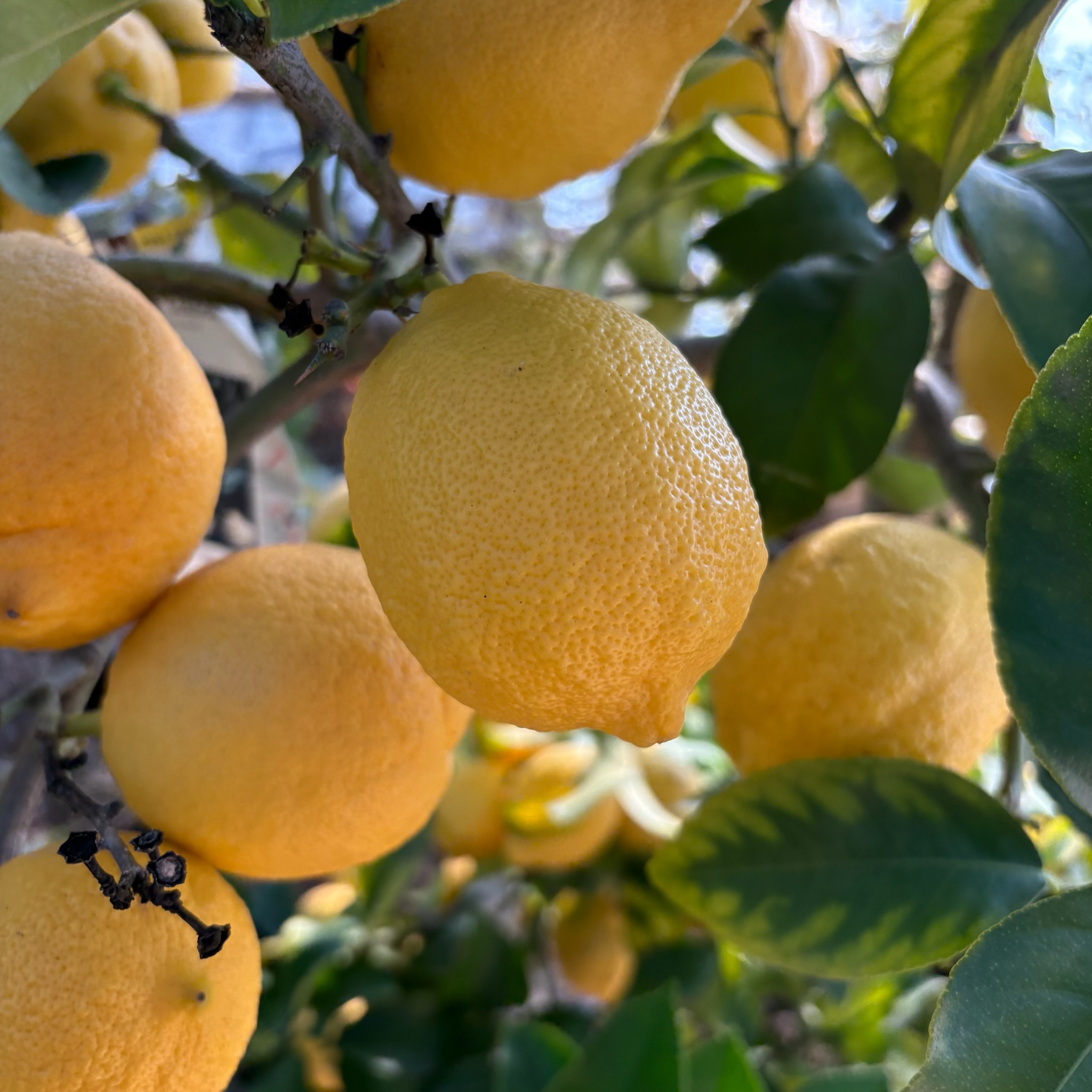 Lisbon Lemon