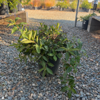 Minuet Weigela