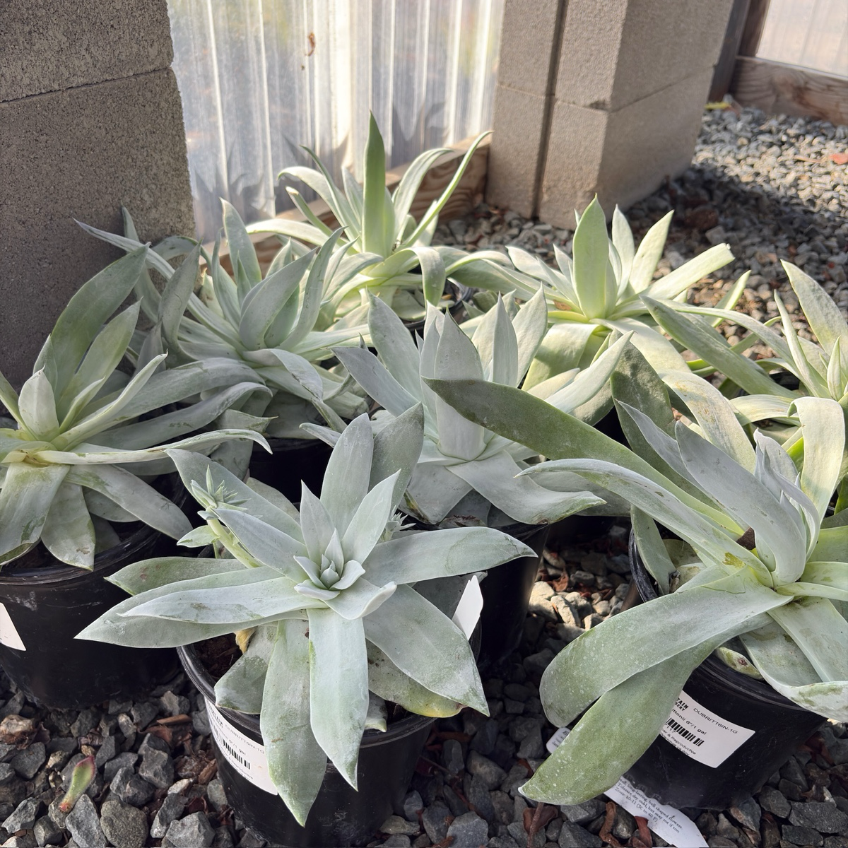 Giant Chalk Dudleya