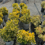 Silver King Euonymus