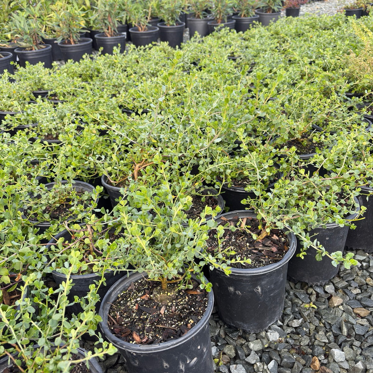 Pigeon Point Dwarf Coyote Brush