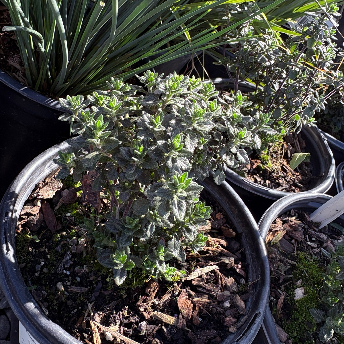 Wall Germander