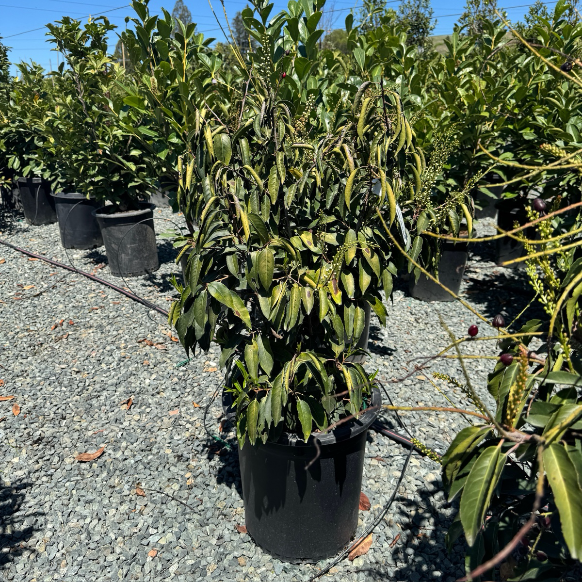 Portugal Laurel