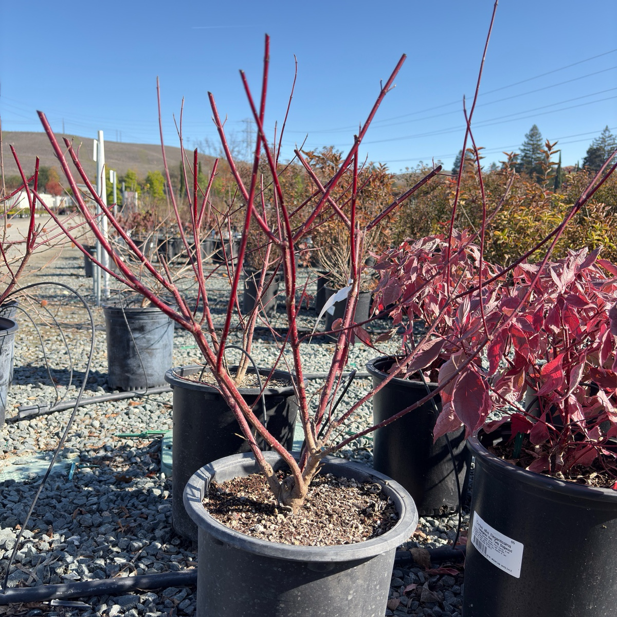 Variegated Tatarian Dogwood