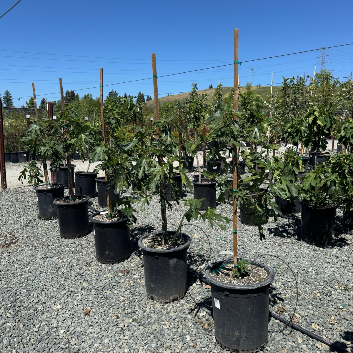 Black Mission Fig