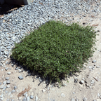 Red Creeping Thyme