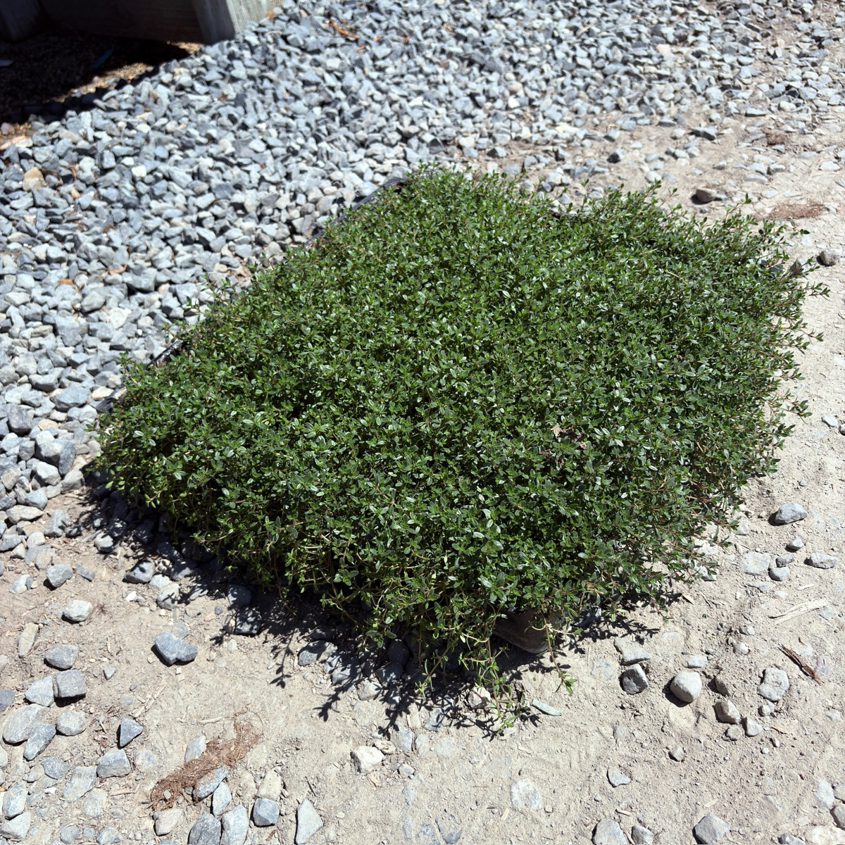 Red Creeping Thyme