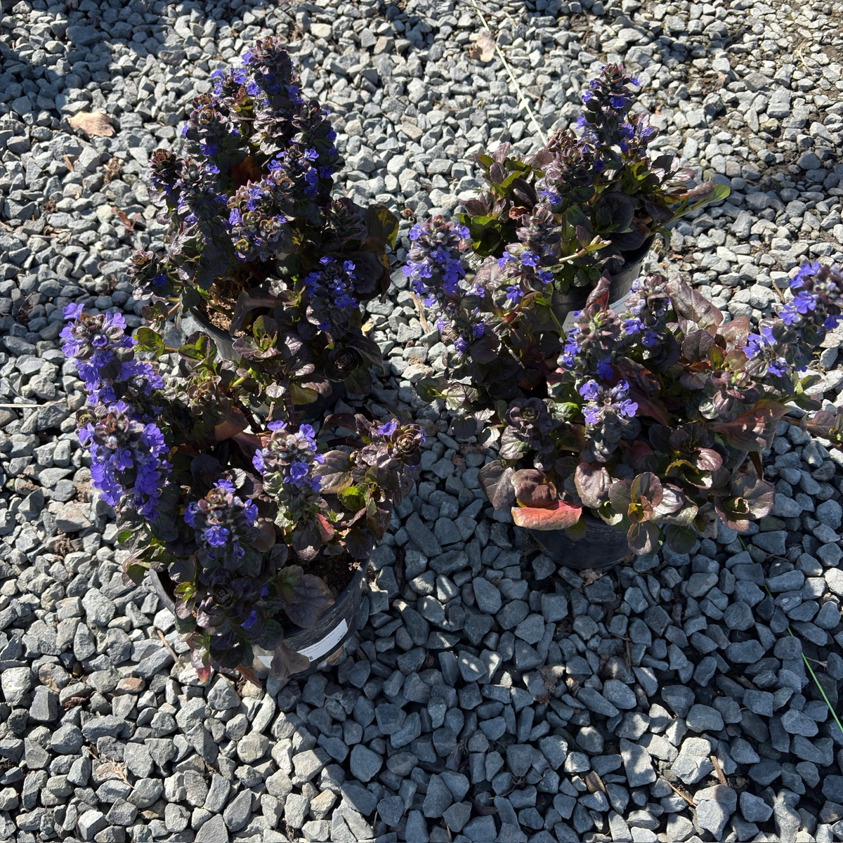 Catlins Giant Carpet Bugle