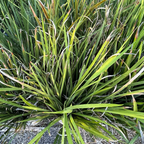 Lemon Drops African Iris