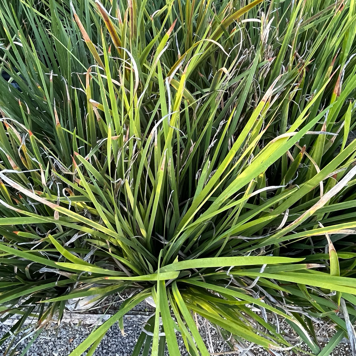 Lemon Drops African Iris