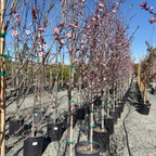 Purple Pony Flowering Plum