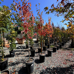 Red Sunset Red Maple