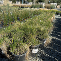 Lagunita Creeping Wild Rye