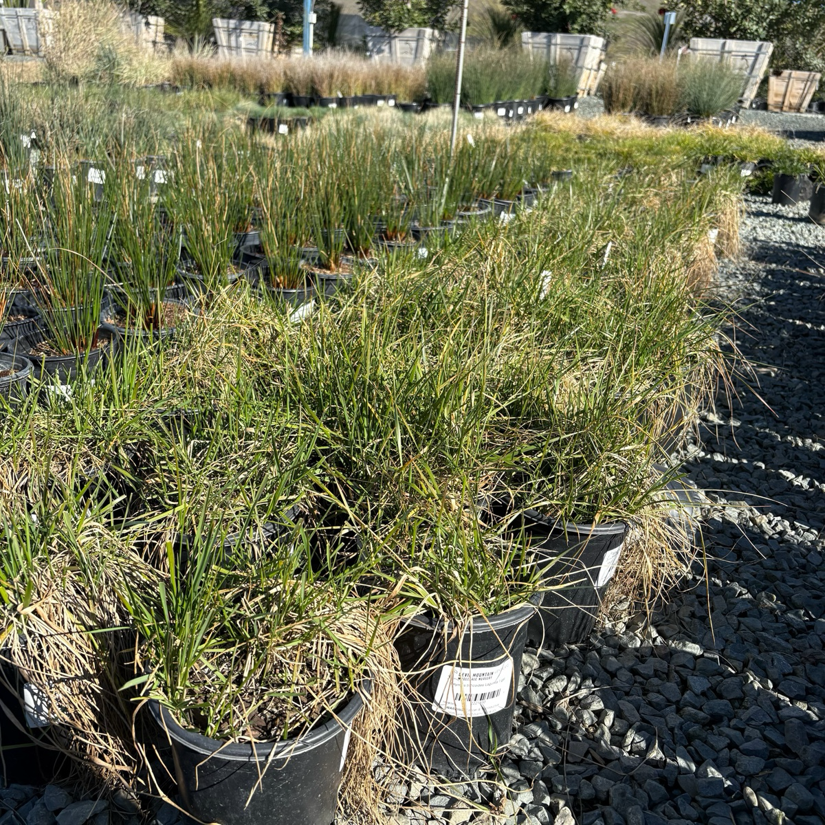 Lagunita Creeping Wild Rye