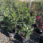 Blood of China Camellia