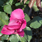 Fragrant Plum Rose
