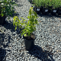 Black and Blue Brazilian Sage