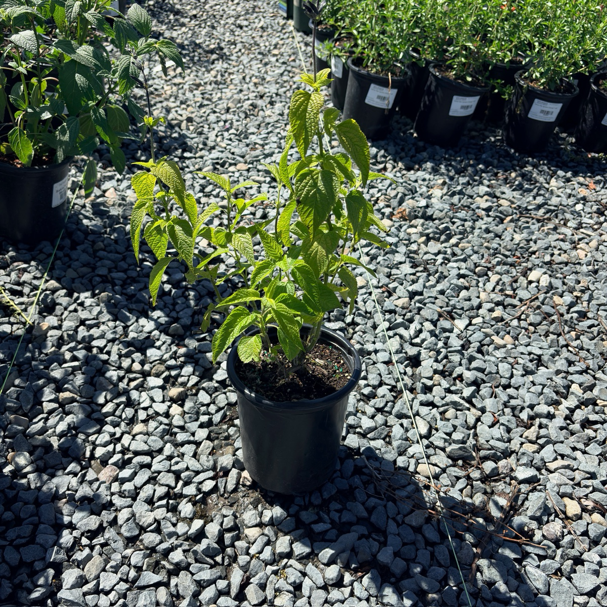 Black and Blue Brazilian Sage