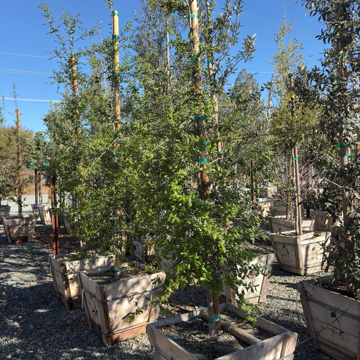 Coast Live Oak