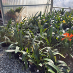Orange Belgian Hybrid Bush Lily
