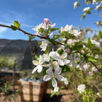 Golden Delicious Apple Tree