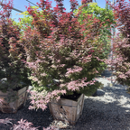 Twombly's Red Sentinel Japanese Maple