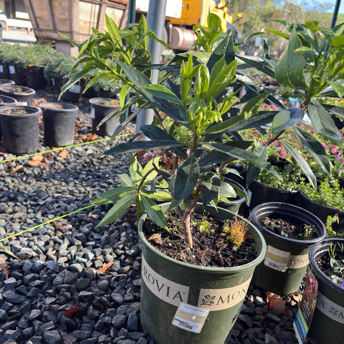 Perfume Princess Winter Daphne