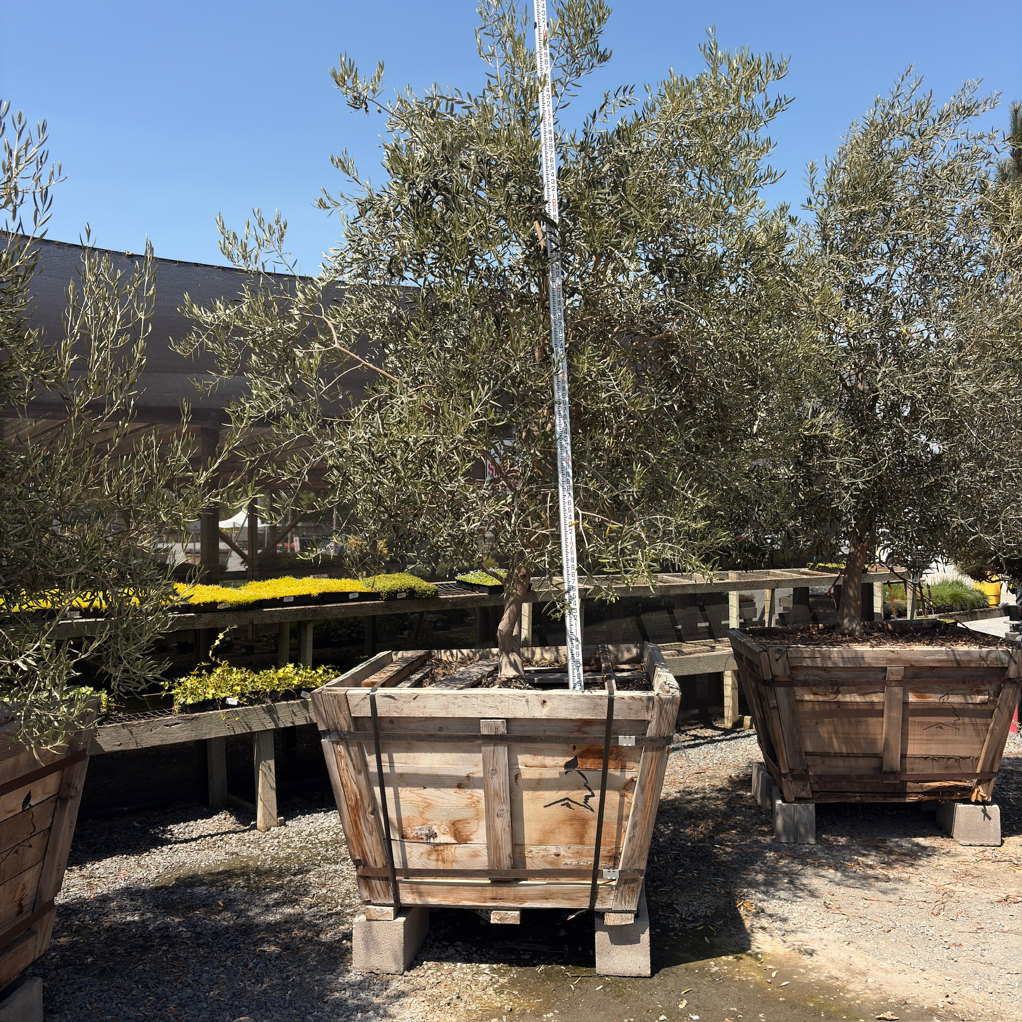 Swan Hill Olive Tree