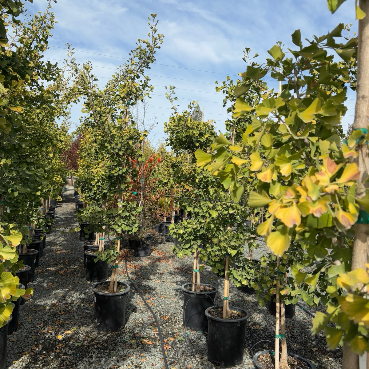 Golden Colonnade Ginkgo
