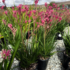 Pink Kangaroo Paw
