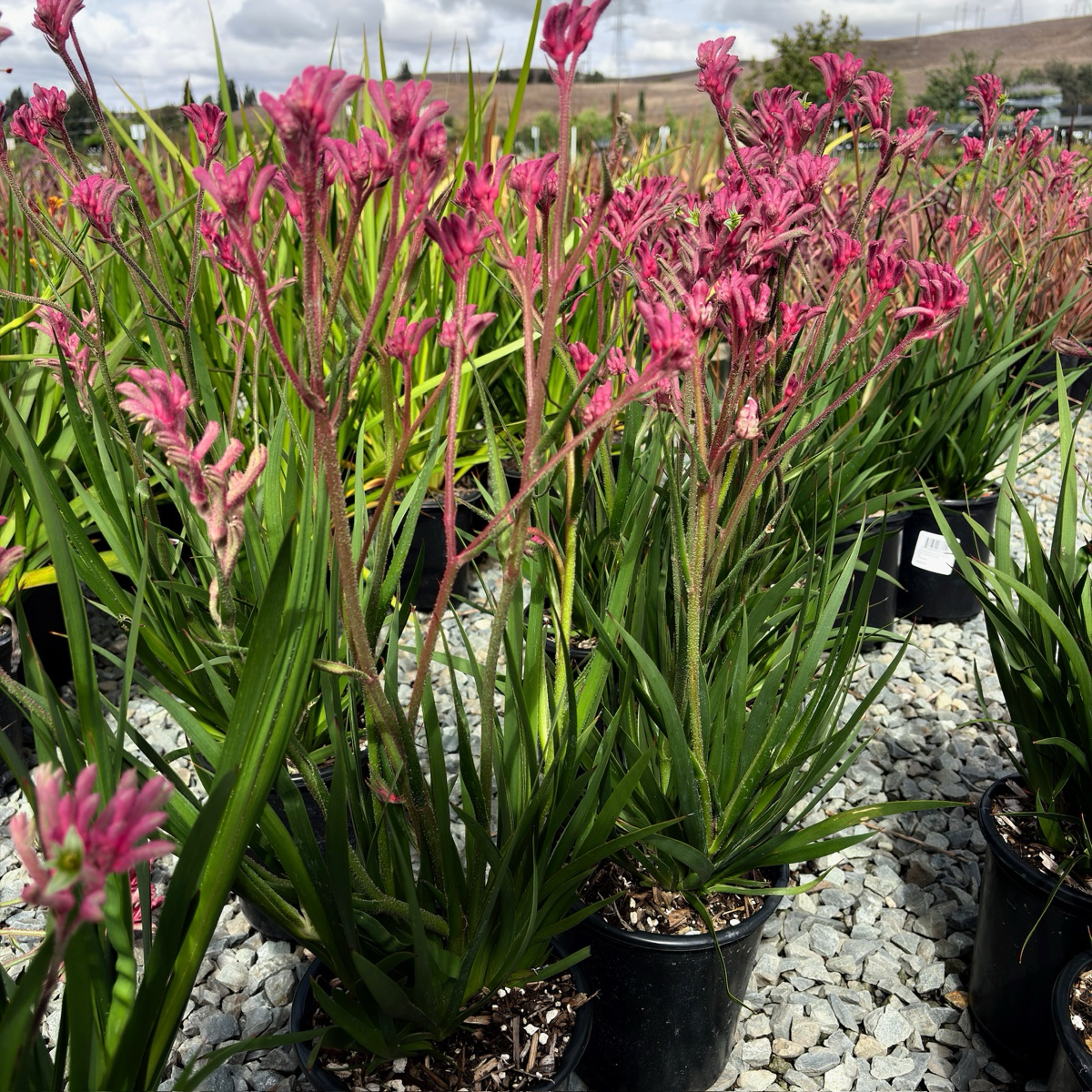 Pink Kangaroo Paw