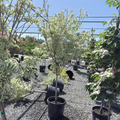 Summer Fun Kousa Dogwood