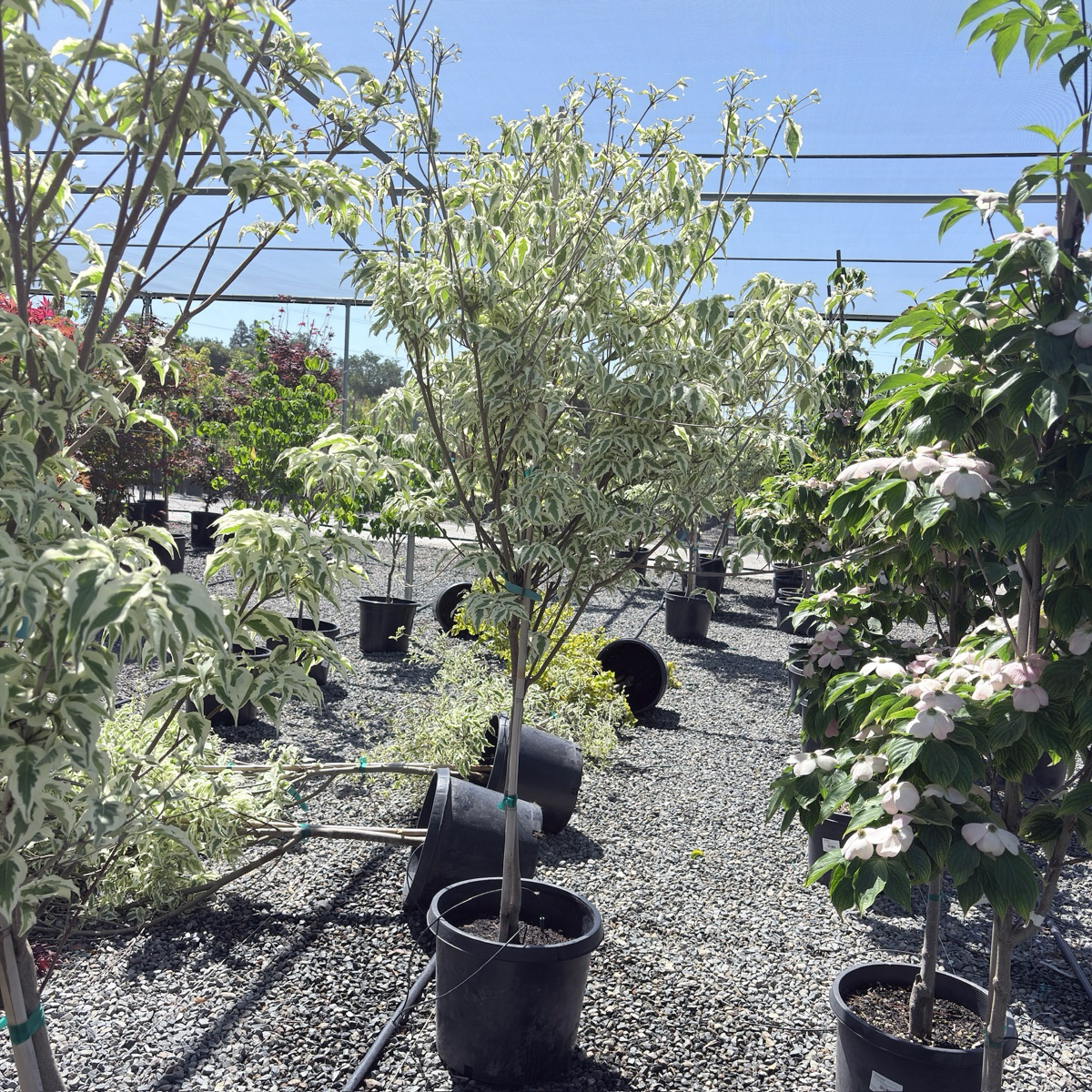 Summer Fun Kousa Dogwood