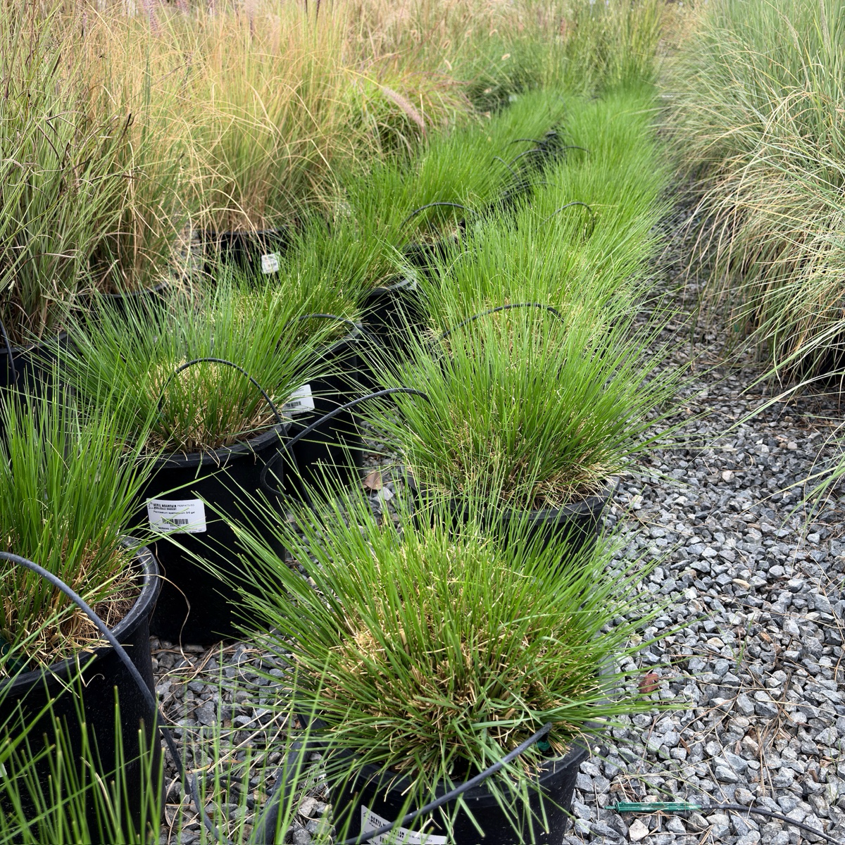 Slender Veldt Grass