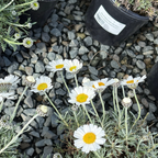 Moroccan Daisy