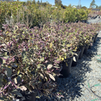 Arabian Lilac
