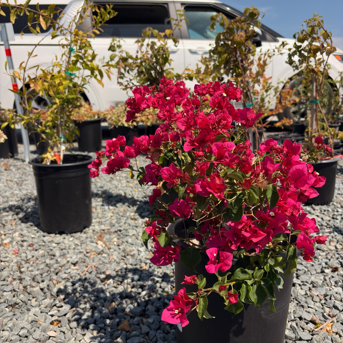 Barbara Karst Bougainvillea