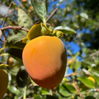 Hachiya Persimmon Tree