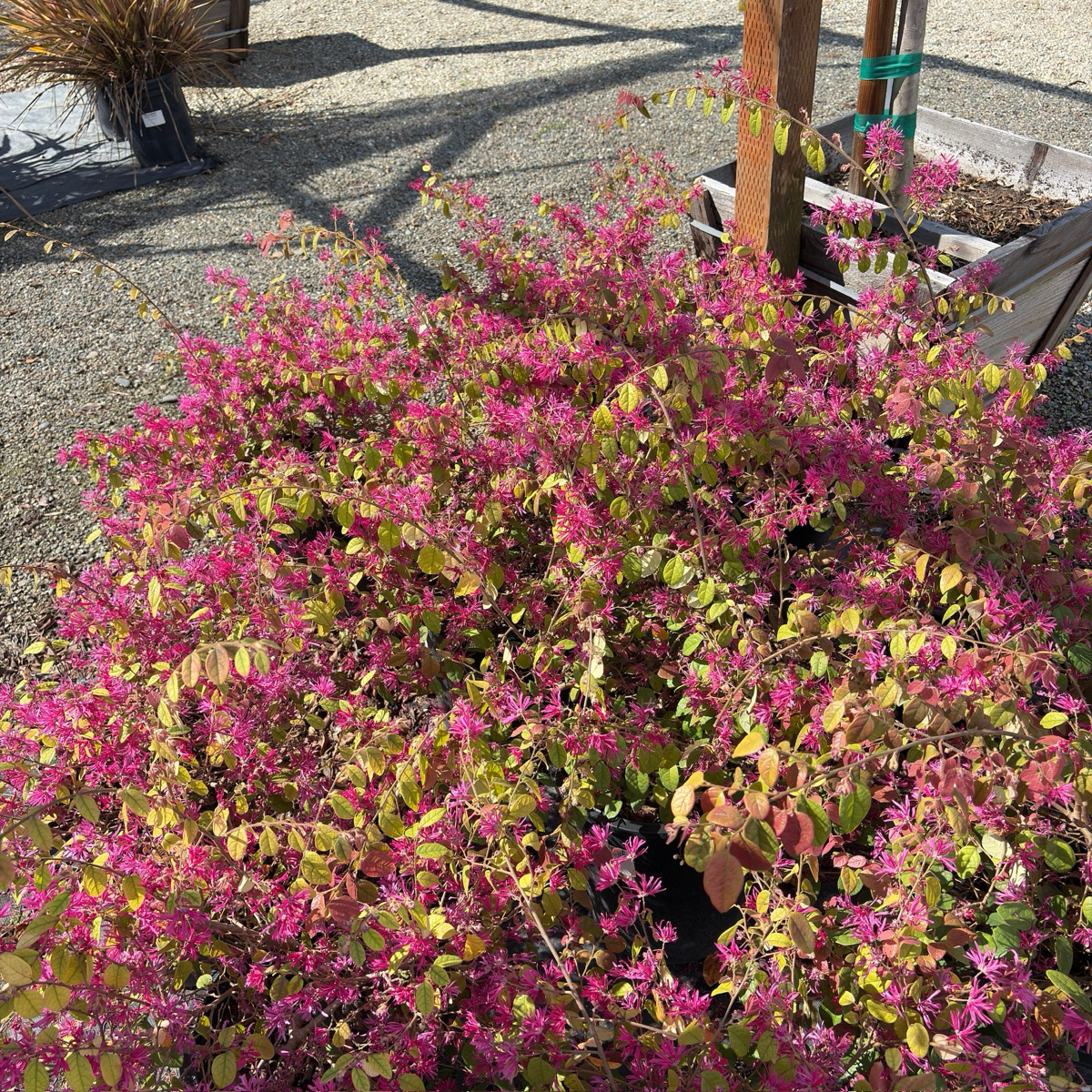 Razzleberri Chinese Fringe Flower