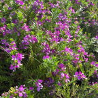 Purple Broom
