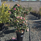 Pearl Maxwell Camellia