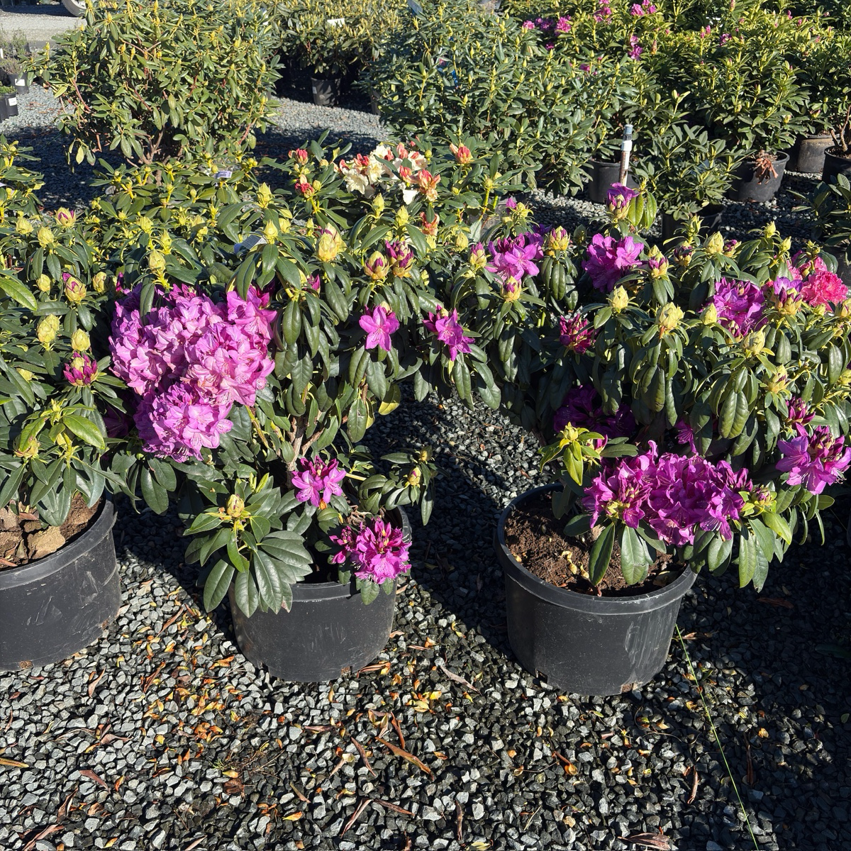 Purple Passion Rhododendron