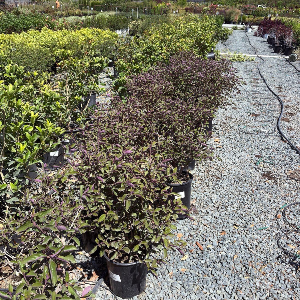 Arabian Lilac