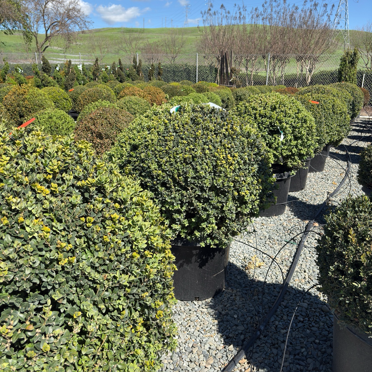 English Boxwood