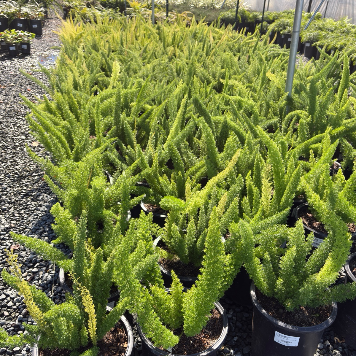 Foxtail Asparagus Fern