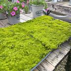 Scotch Moss