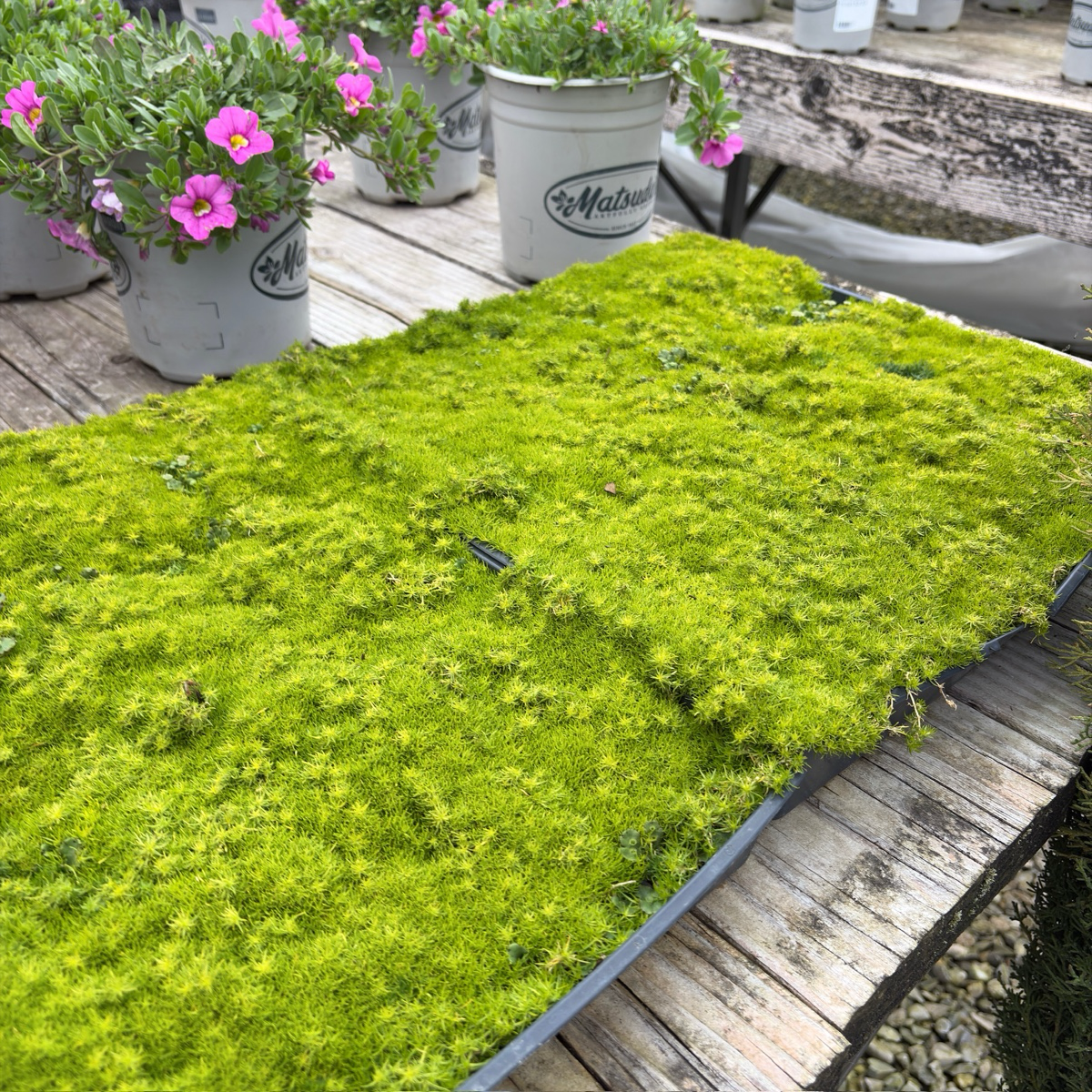 Scotch Moss