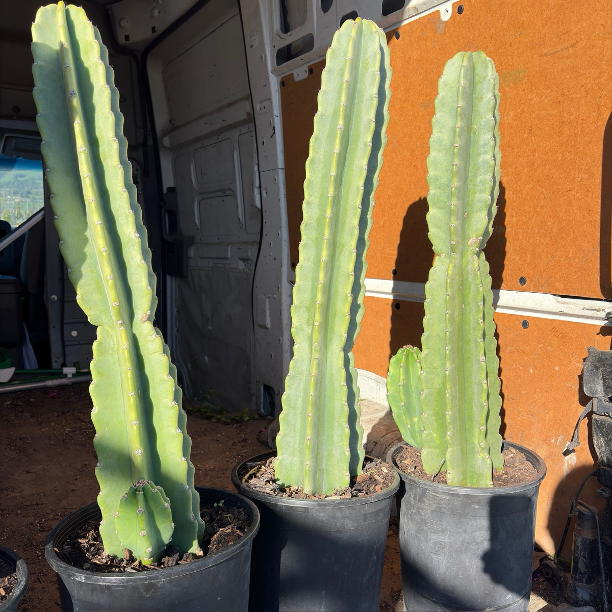 Peruvian Apple Cactus