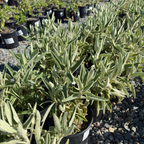 Purple Jerusalem Sage
