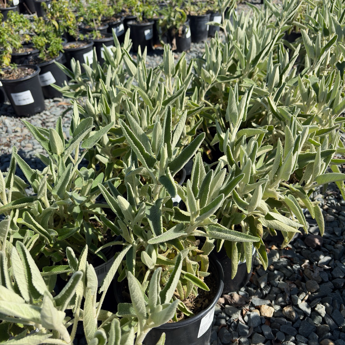 Purple Jerusalem Sage